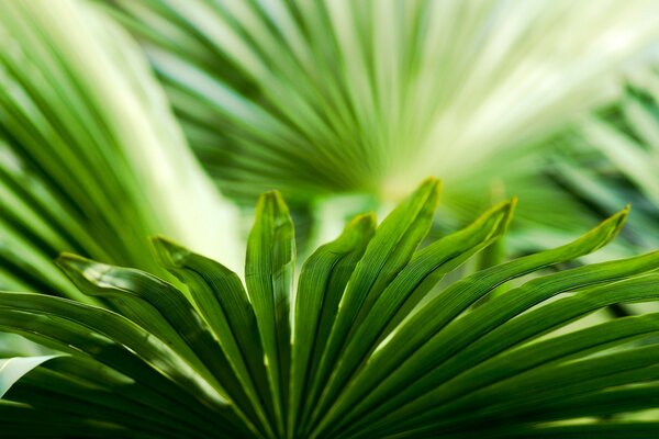 Grüne Blätter. Natur und Flora