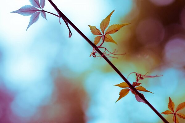 Autumn tree branch in the wind