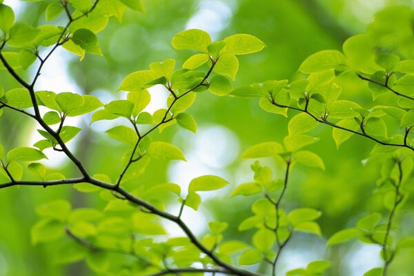 Hojas verdes a la luz del día