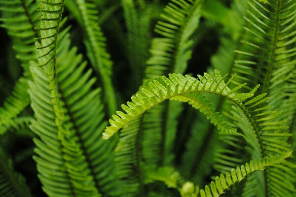 Pianta verde in condizioni naturali