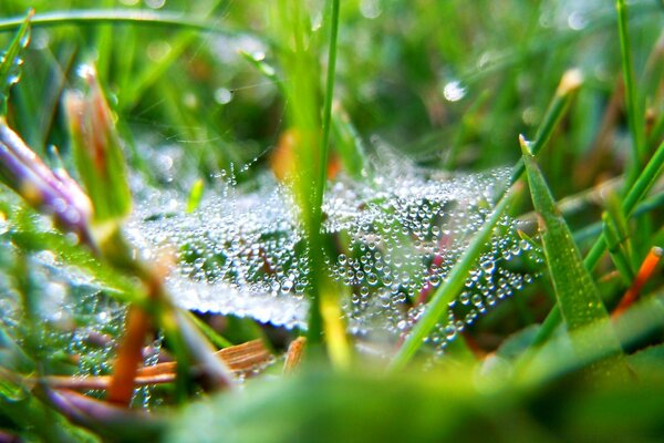 Spinnennetz in Tautropfen im grünen Gras