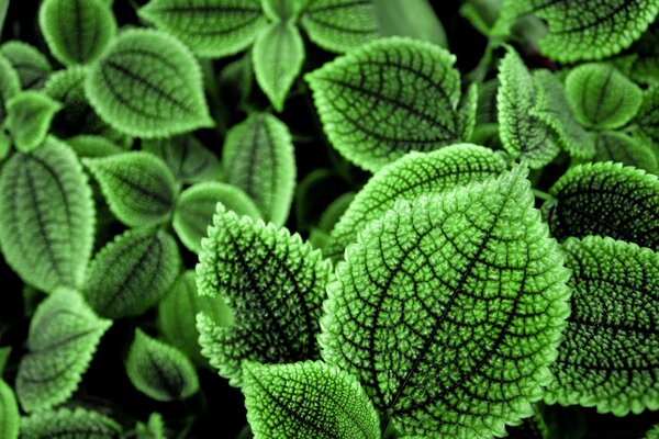 Plantes médicinales, flore utile