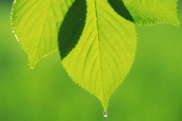 Feuille verte avec une goutte d eau