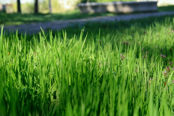 Grünes Gras auf dem Rasen mit Blumen