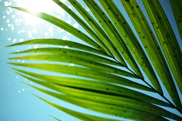 Green leaves on the background of water