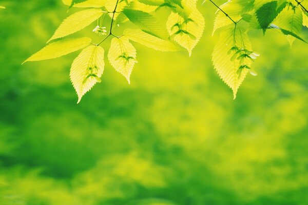 Maple twigs on a green background