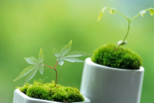 Mini plants in white ceramic pots