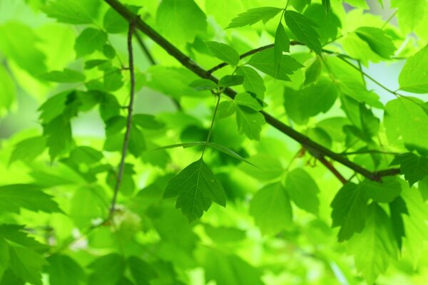 Pflanzen Blätter Natur und Flora