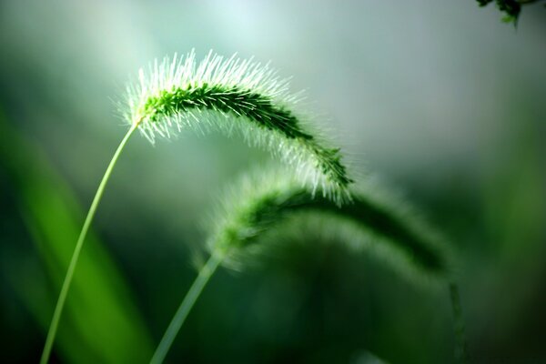 Nature and plants close-up. Spikelet on a green background