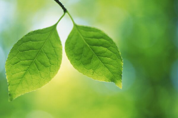 Deux feuilles vertes sur une branche sur un fond flou vert