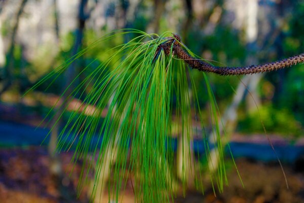 Novo natureza cunhado plantas