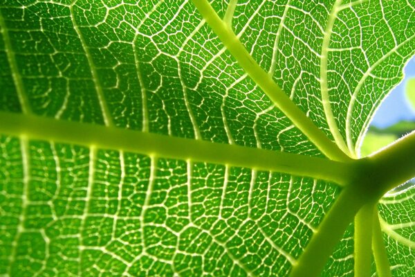 Fotografia Macro de uma folha verde bonita