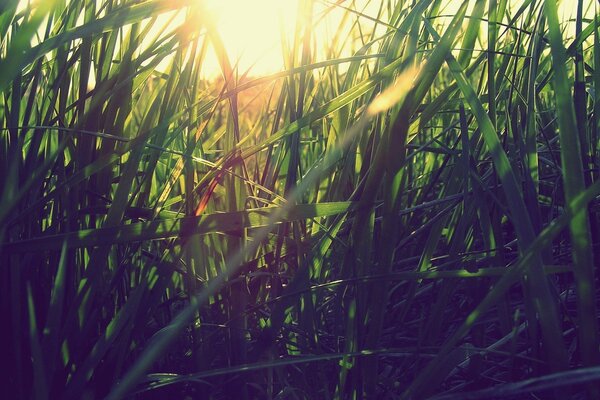 Green summer grass at dawn