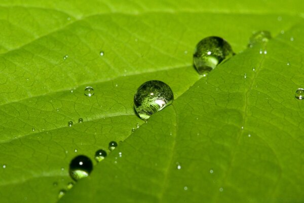 Dew drops on a green leaf