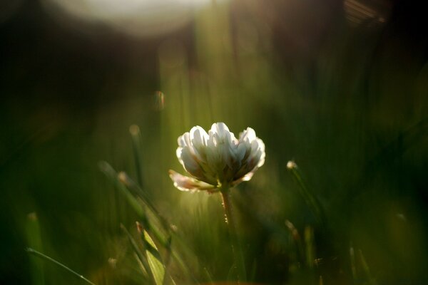 A lonely white flower on a grass background