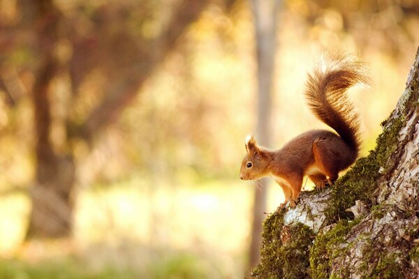 Natur Eichhörnchen Wald Sommer