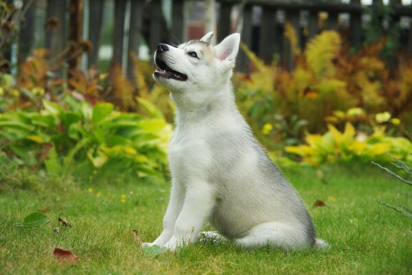 Lindo perro de pura sangre en la hierba