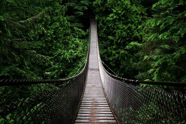 Há uma antiga ponte suspensa ao redor da floresta