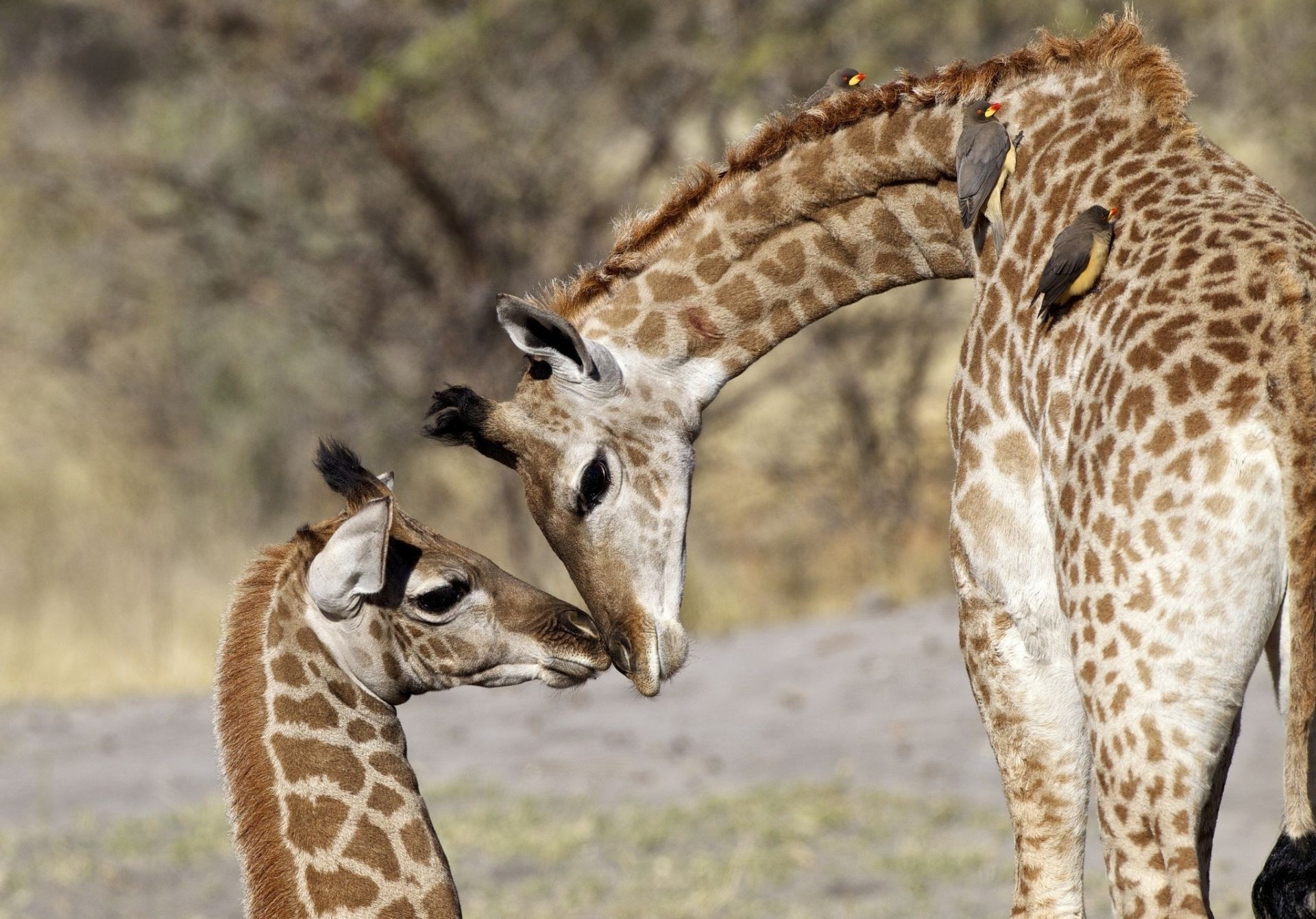 girafas vida selvagem natureza mamífero girafa selvagem animal safari parque grama pescoço retrato ao ar livre savana