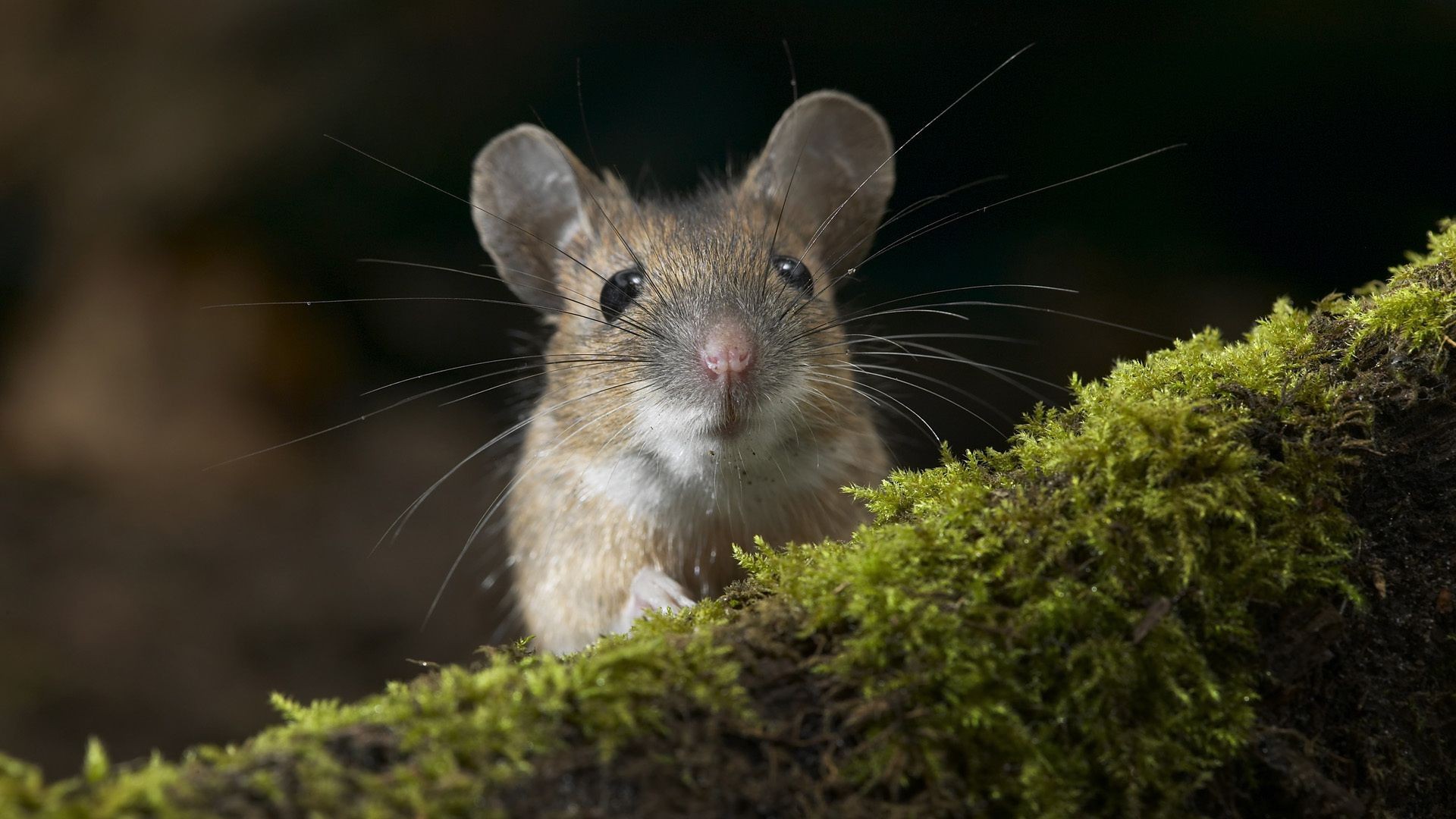 animais roedor mamífero pequeno fofa animal natureza pele tímido rato peste rato madeira vida selvagem nariz