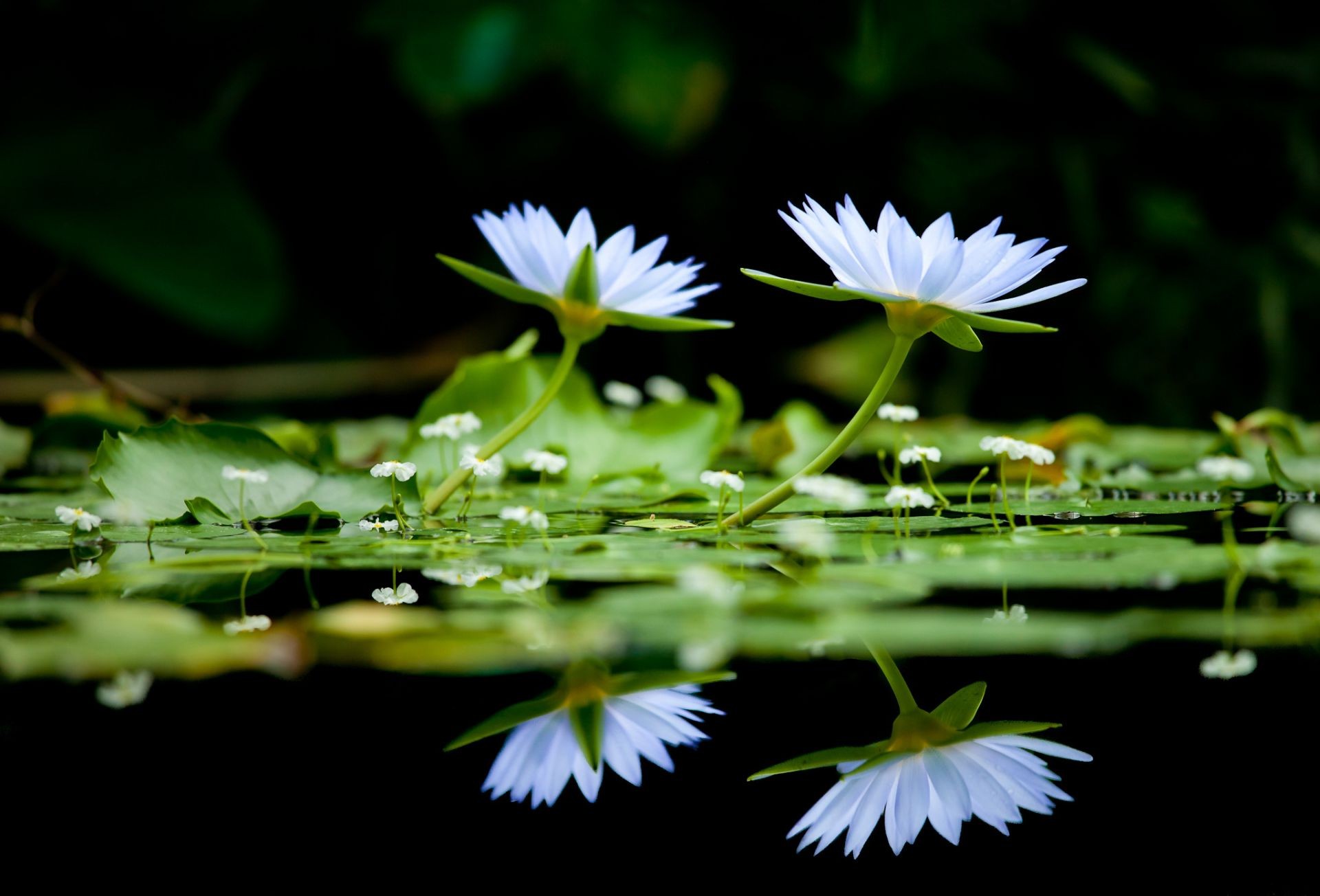 fleurs dans l eau fleur feuille jardin flore lotus nature piscine bluming été lily parc environnement pétale floral gros plan eau belle sauvage