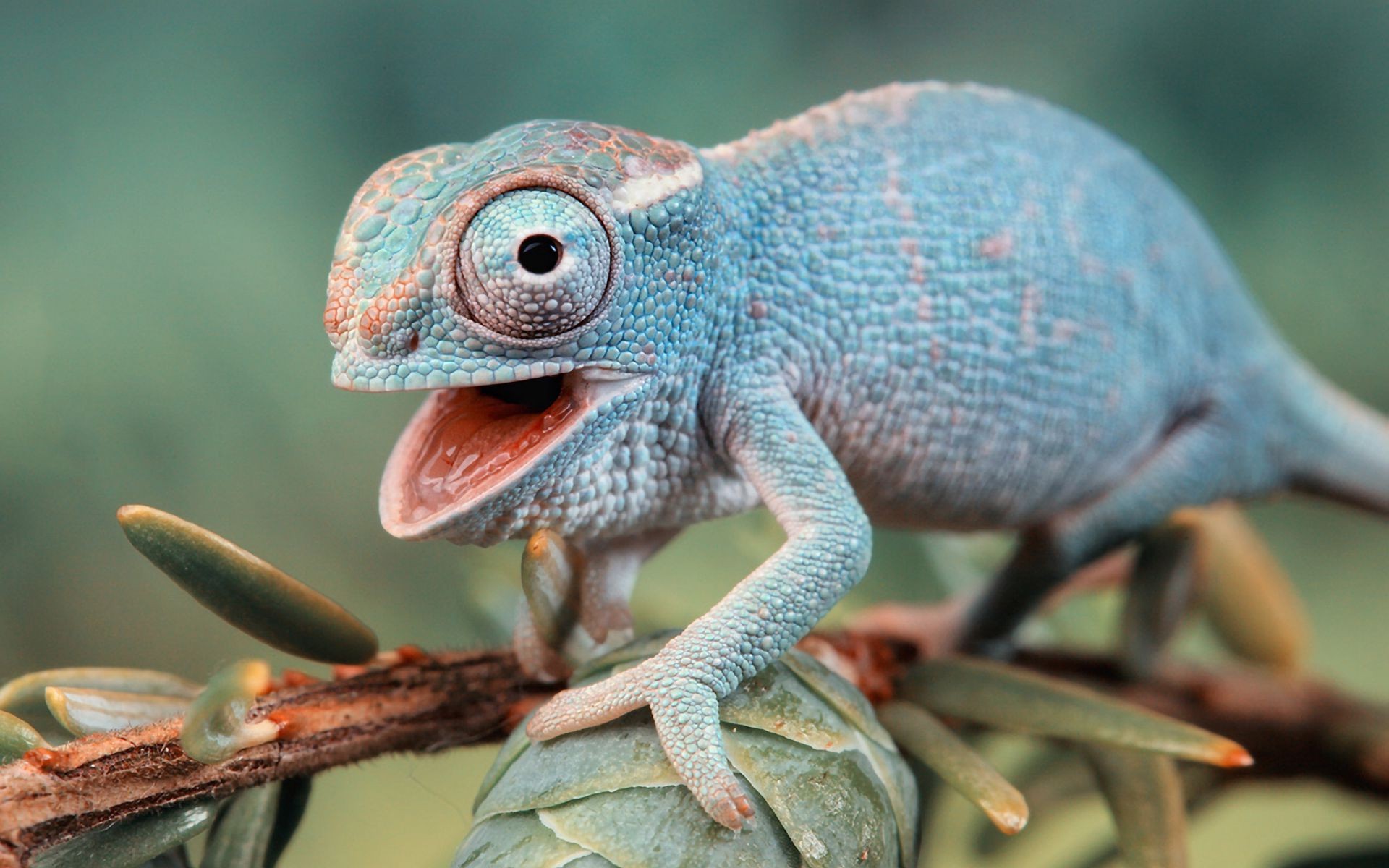 tiere tier natur tierwelt eidechse gazoo baum zoo wild tropisch farbe im freien schließen exotisch holz drache haustier