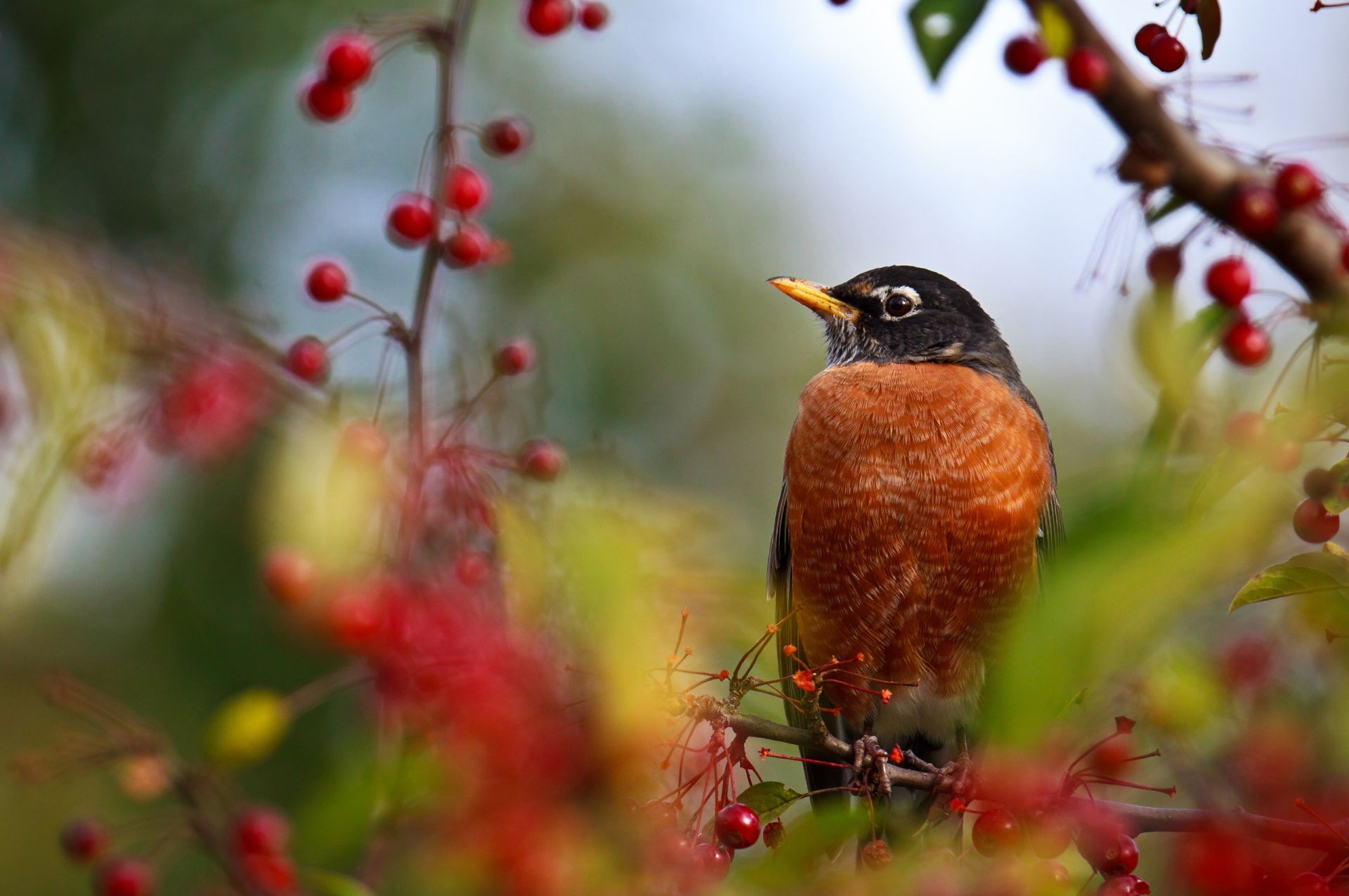 animals nature bird wildlife tree outdoors wild color leaf garden flower