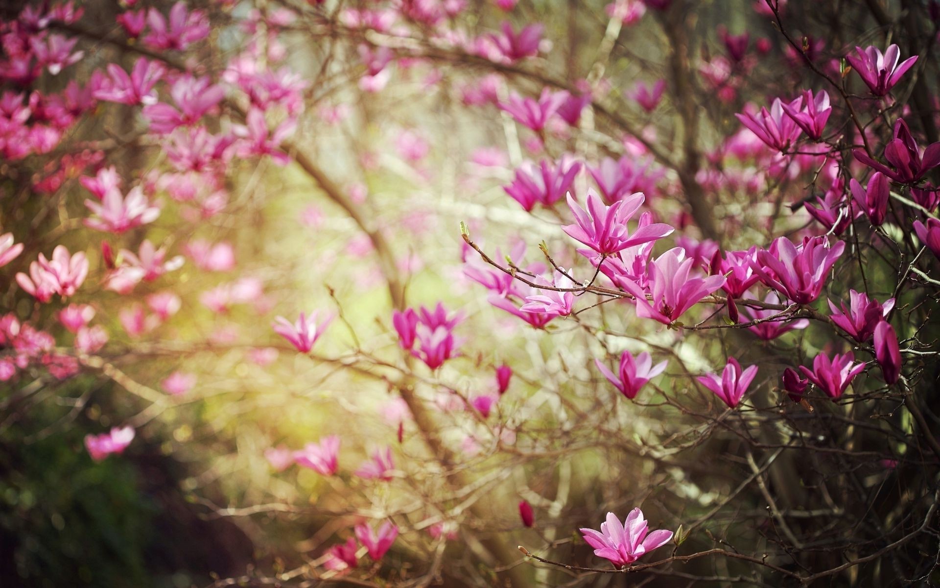 the flowers on the trees flower nature flora garden color blooming leaf petal bright beautiful summer floral tree season park branch growth close-up