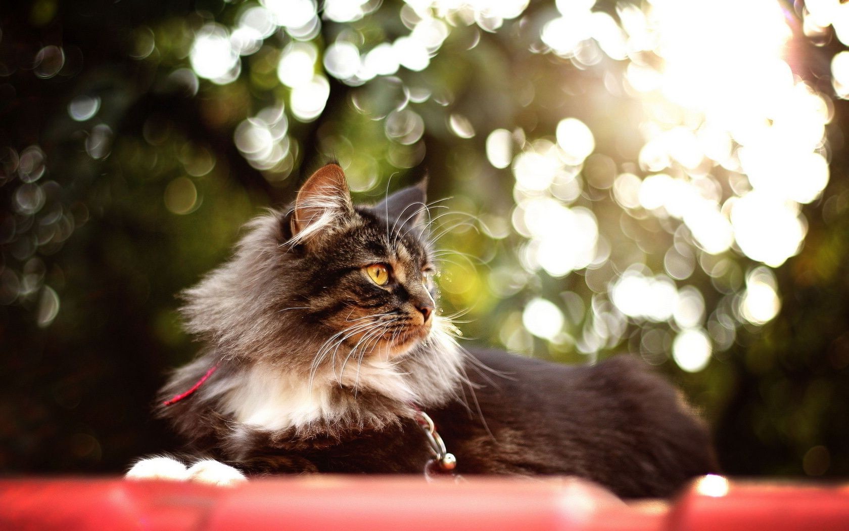 gatti gatto ritratto carino animale domestico animale gattino mammifero natale pelliccia occhio sfocatura