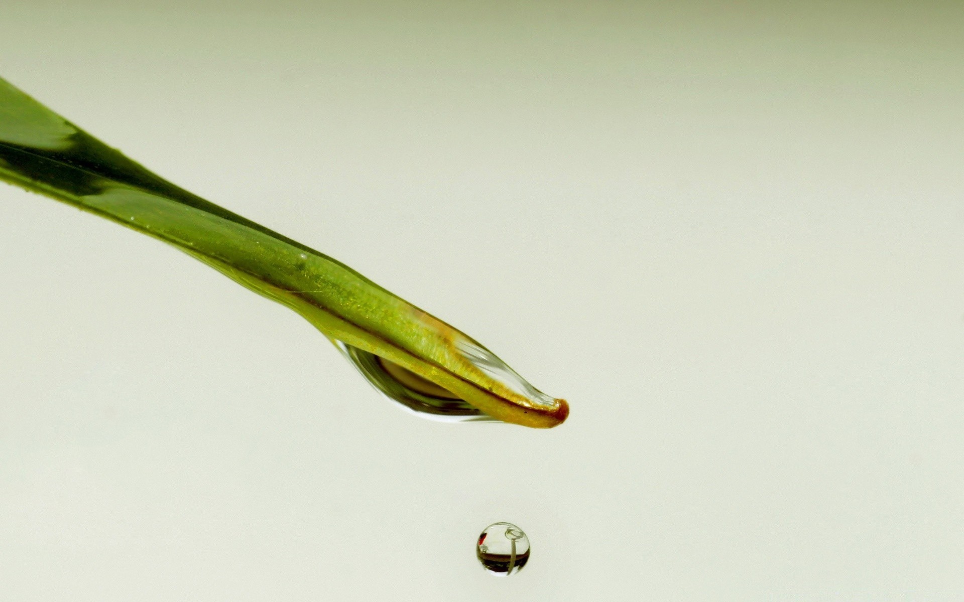 pflanzen natur blatt stillleben wachstum unschärfe