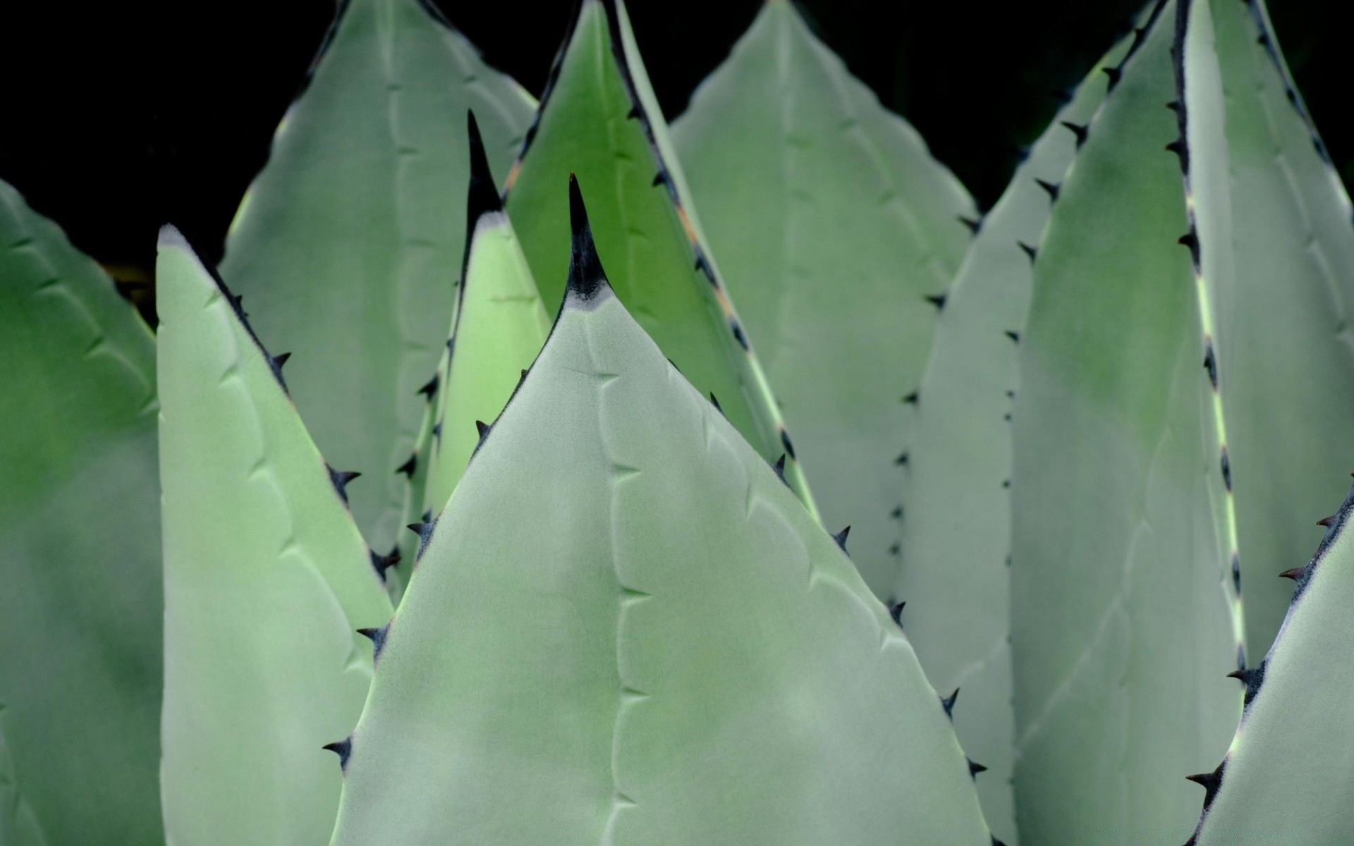 plantes cactus colonne vertébrale succulente feuille flore forte nature agave désert aloès épineux retour à l extérieur la croissance spike environnement jardin médecine modèle