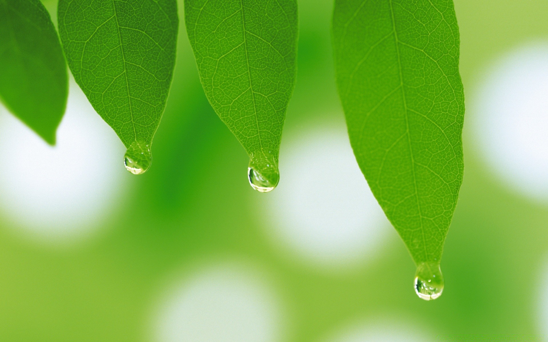 droplets and water leaf flora nature rain dew growth purity lush drop ecology bright environment freshness droplet garden summer raindrop tree