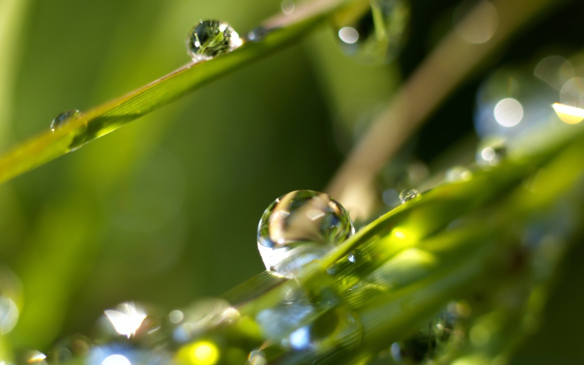 kropelki i woda deszcz rosa spadek krople liść woda natura mokry flora środowisko krople czystość trawa ogród waterdrop kolor lato zbliżenie ostrze