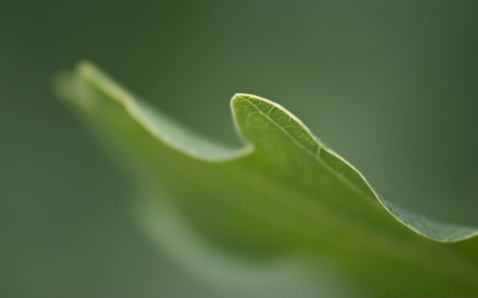 plants leaf dew rain flora nature growth drop purity droplet garden water wet