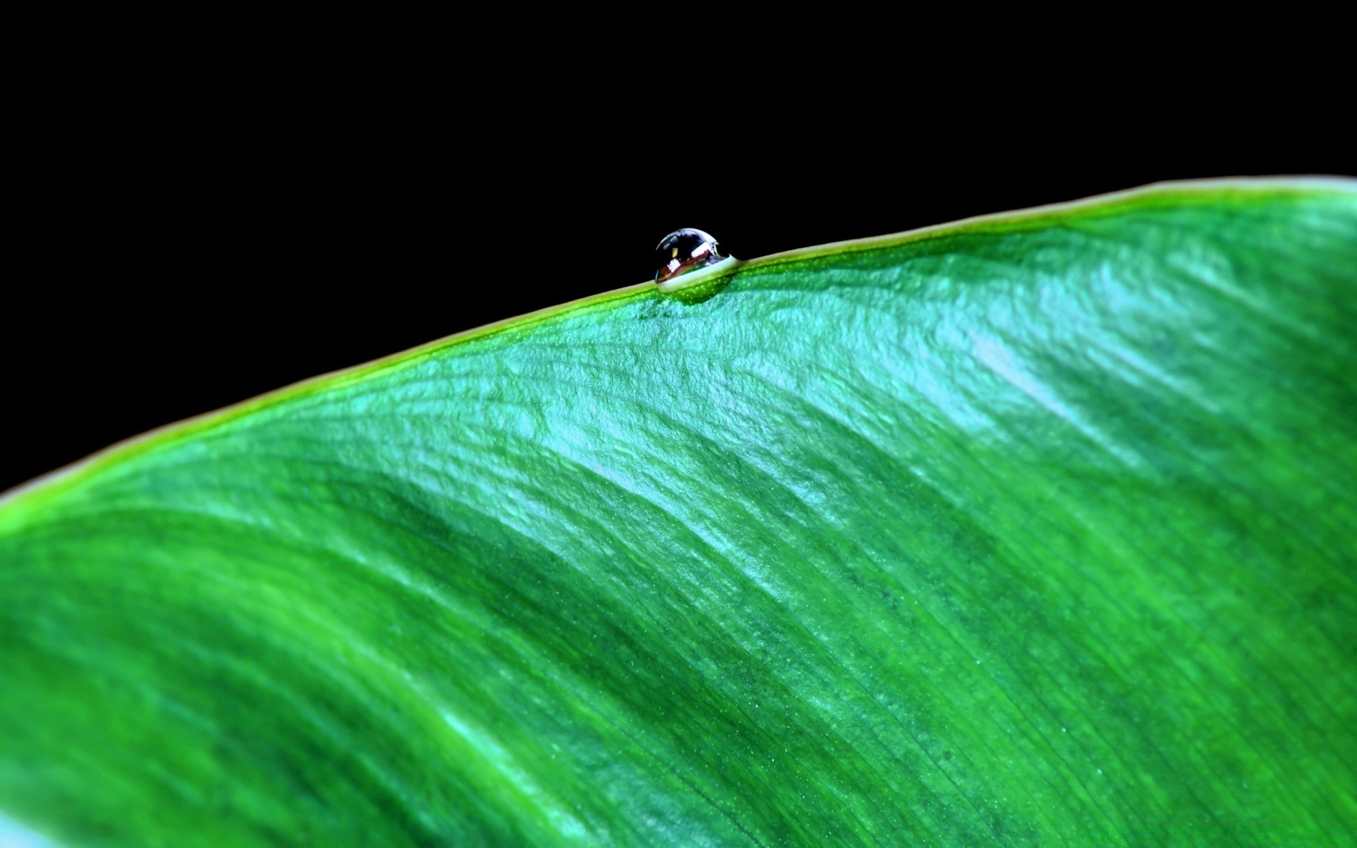 piante foglia pioggia caduta rugiada flora natura ambiente ecologia gocce crescita bagnato giardino insetto biologia acqua purezza estate lama