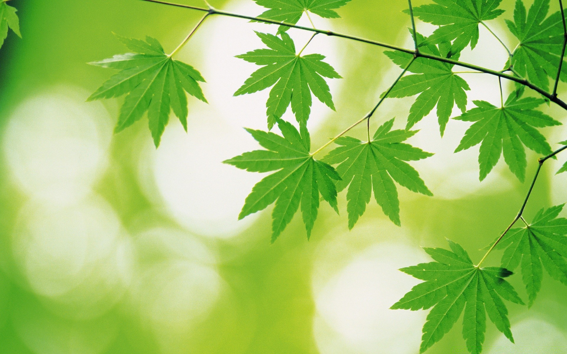 植物 叶 自然 植物群 郁郁葱葱 明亮 夏季 生长 枫树 环境 桌面 秋季 花园 户外 生态 树木 树枝 好天气 颜色 木材