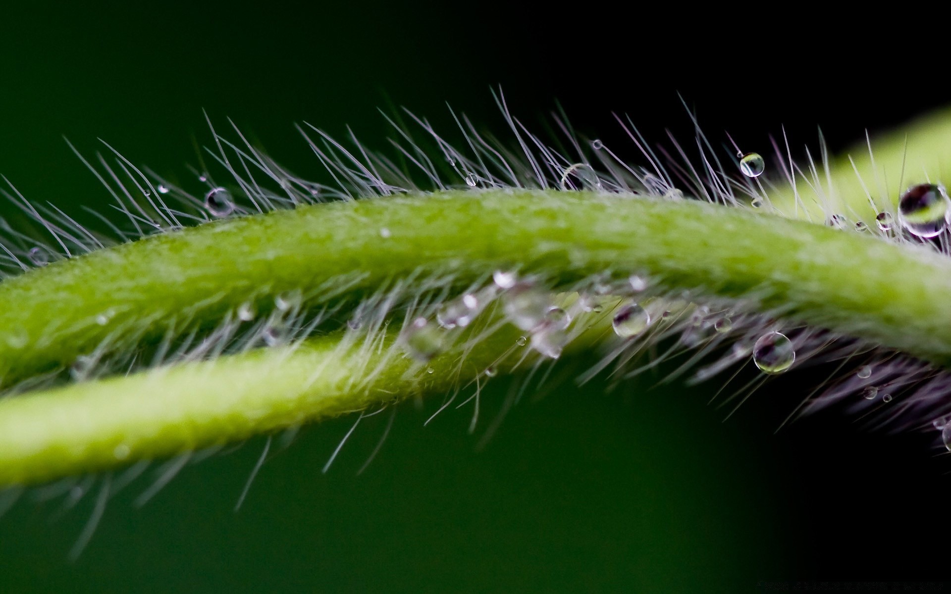 plants nature flora spike growth leaf caterpillar summer cactus garden close-up close husk back outdoors dew insect dawn