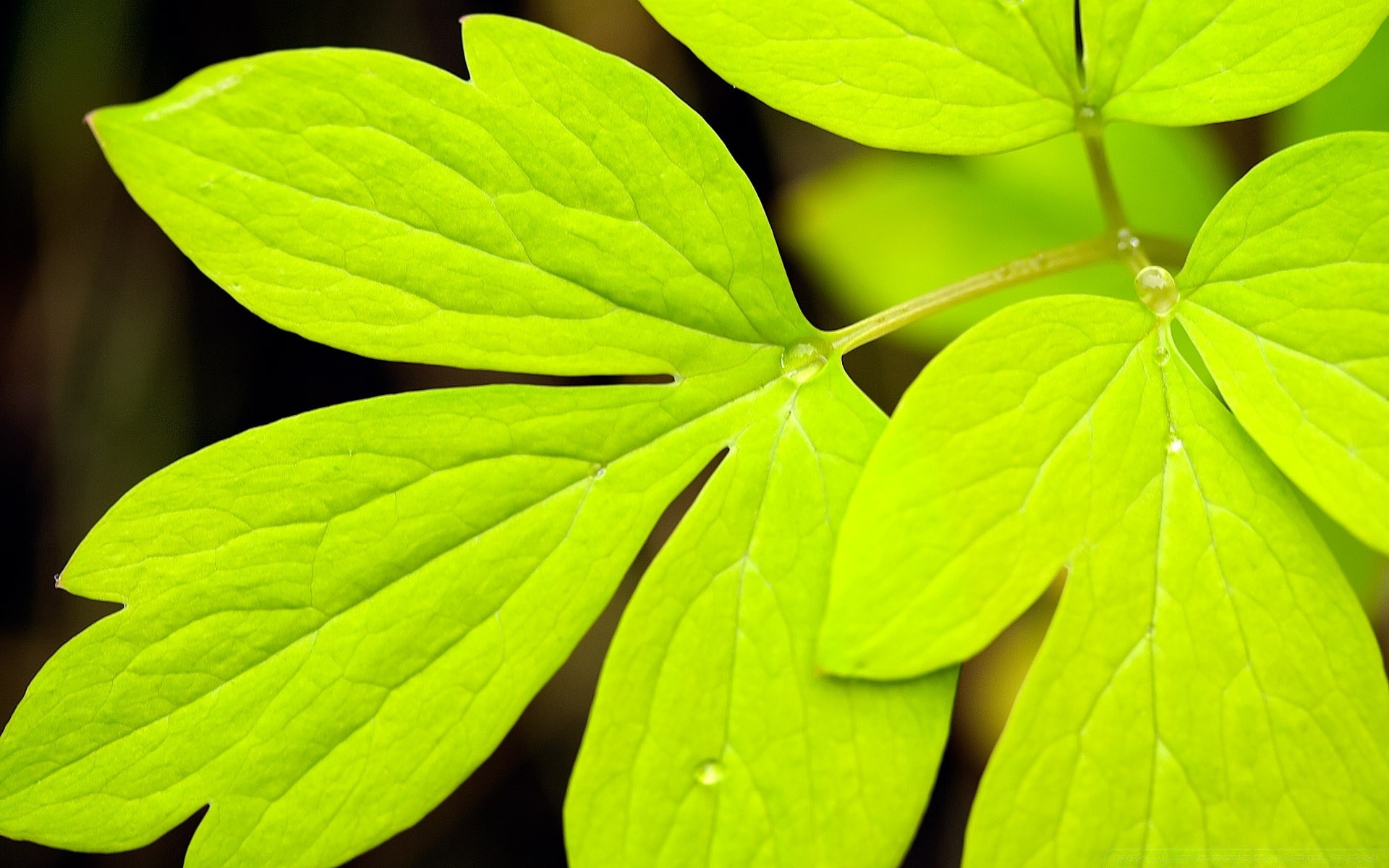 piante foglia natura crescita estate flora freschezza luminoso ecologia primo piano