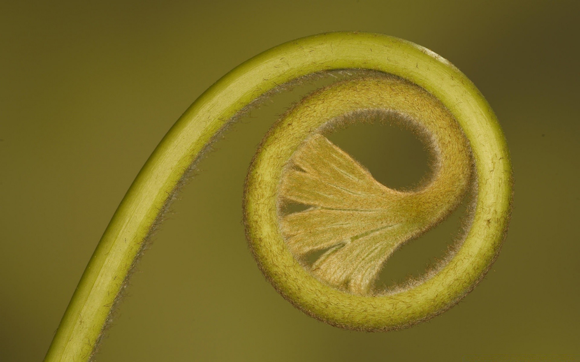 pflanzen wachsen desktop farbe stillleben essen obst natur blatt flora tropfen abstrakt schließen