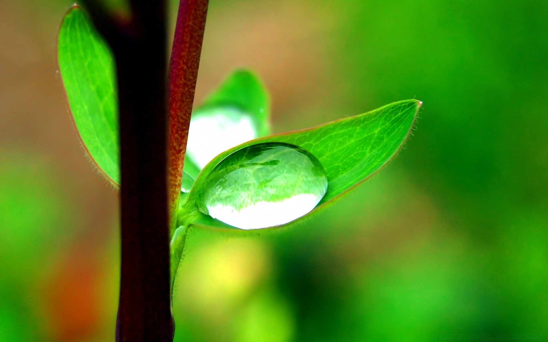 plantas folha orvalho chuva flora natureza queda ecologia meio ambiente crescimento gotas borrão luz jardim água brilhante ambiente gotas pureza exuberante