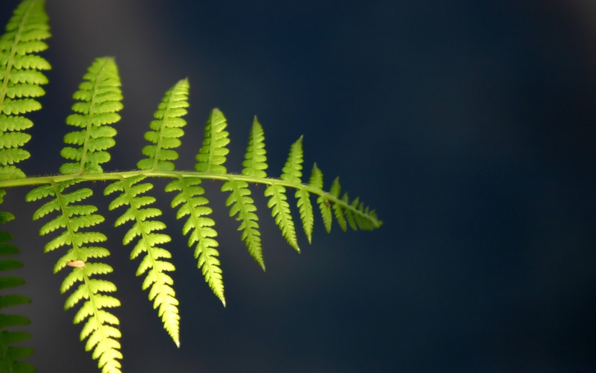 plantas hoja fern naturaleza flora al aire libre árbol crecimiento escritorio madera luz