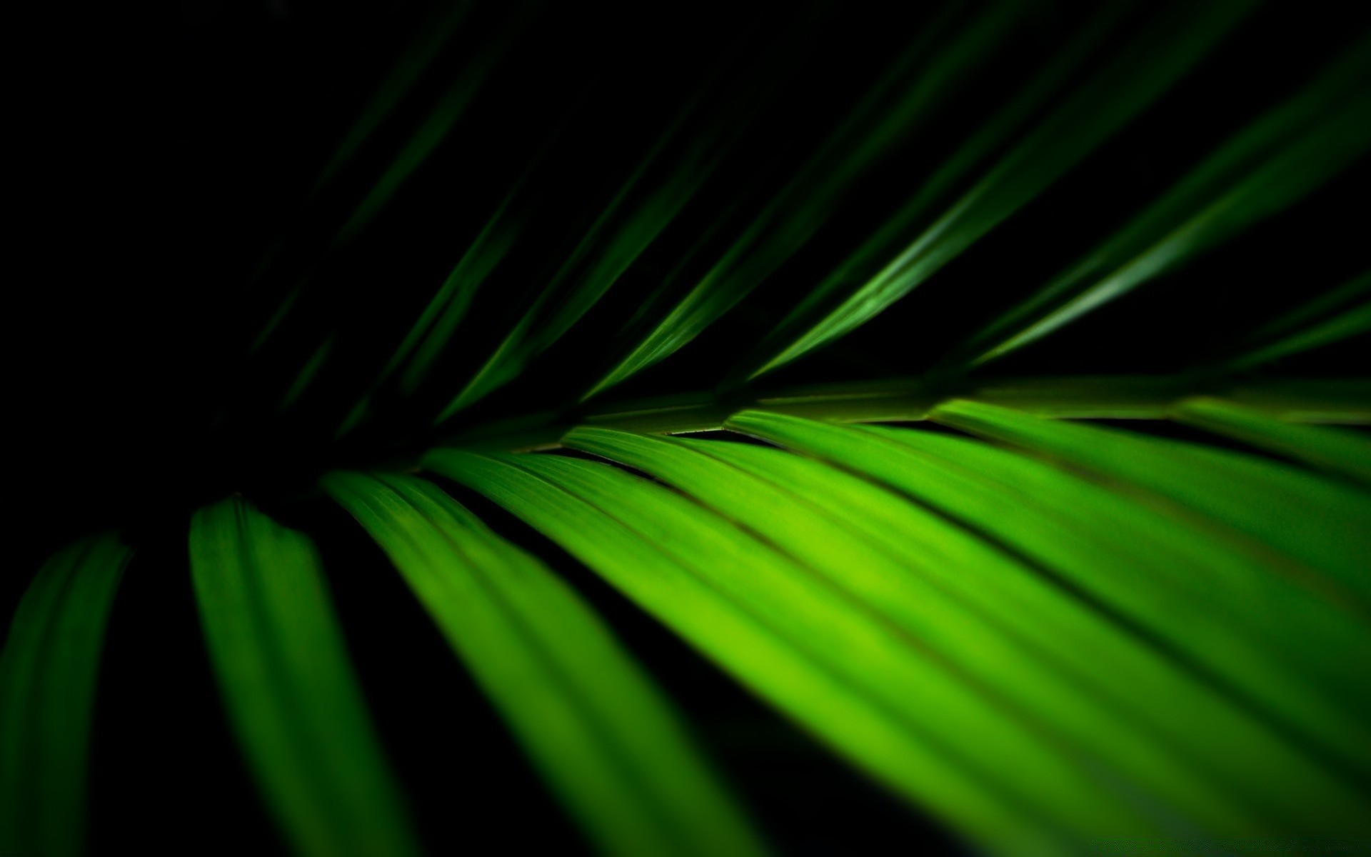 plants leaf flora nature abstract growth color bright tree desktop texture garden lush summer light