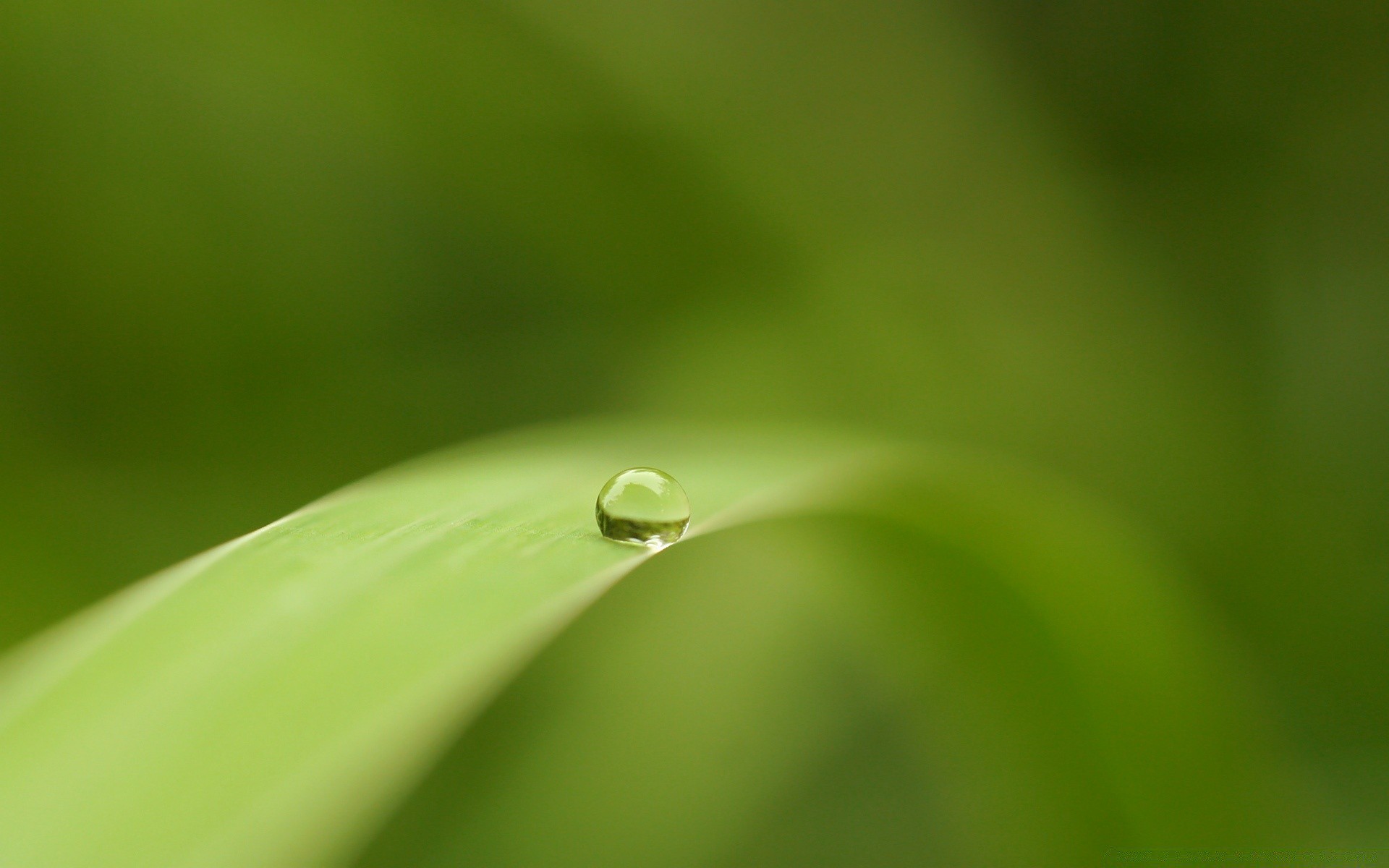 gouttelettes d eau pluie rosée feuille chute gouttes gouttes dof nature flore croissance jardin flou humide propreté ecologie déversoir environnement herbe