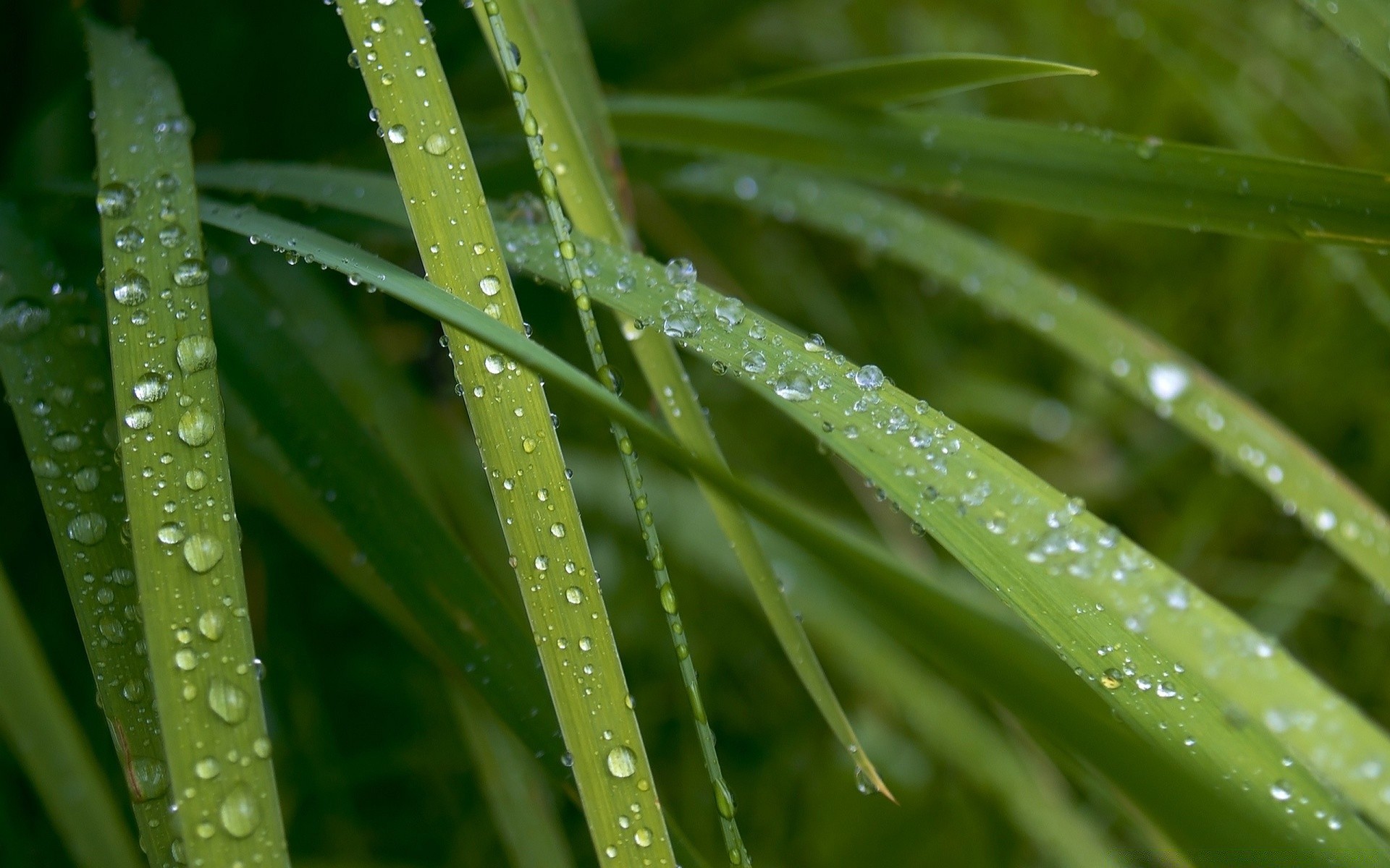 kropelki i woda rosa deszcz spadek liść flora wzrost mokry czystość natura krople krople ogród świeżość środowiska bujne wody ekologia świt lato