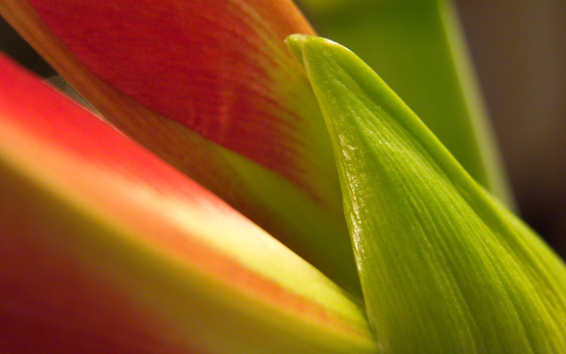 plants leaf nature flora summer garden flower rain dew bright color tulip growth wet