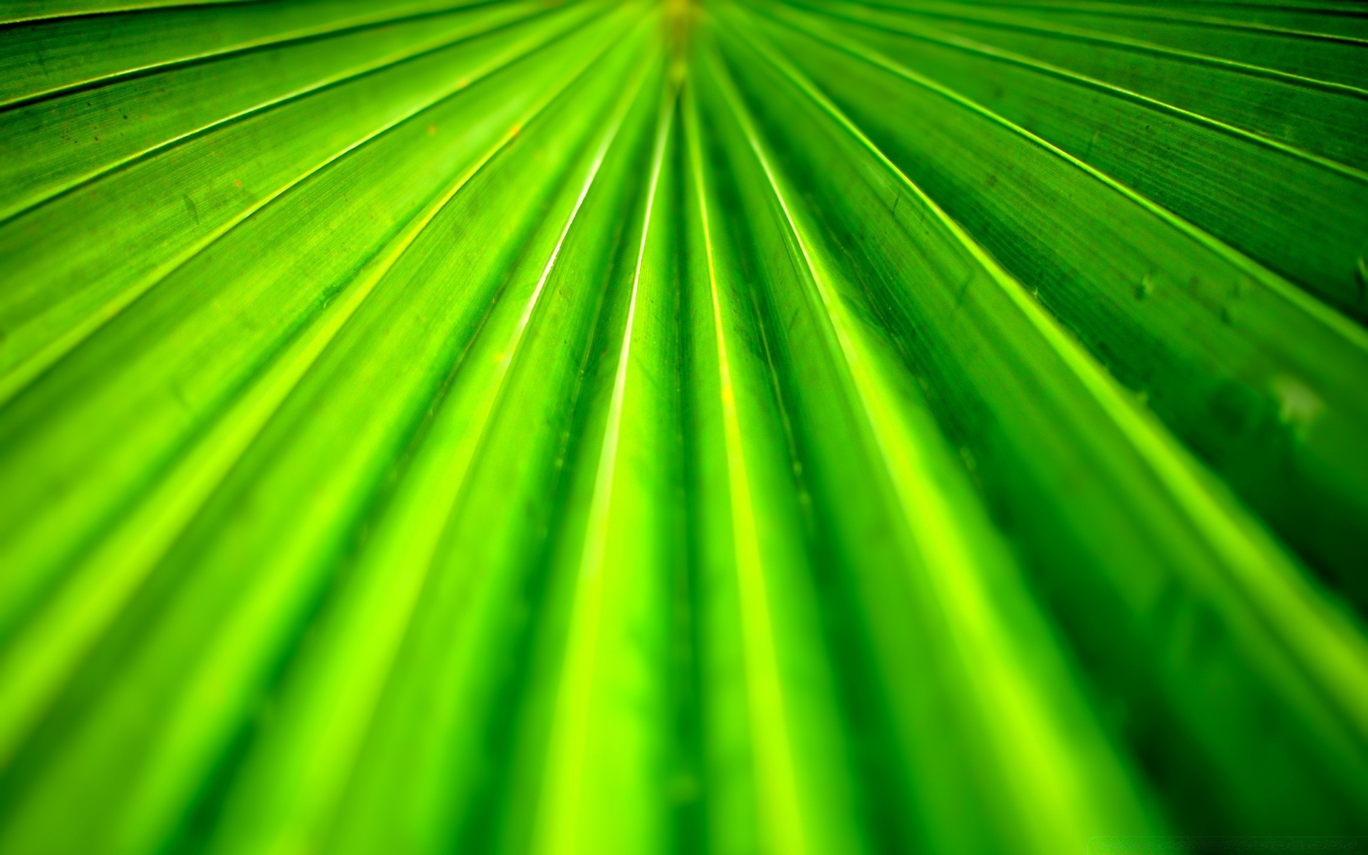 plantas folha exuberante flora crescimento natureza tropical verão brilhante palma área de trabalho ecologia jardim frond resumo