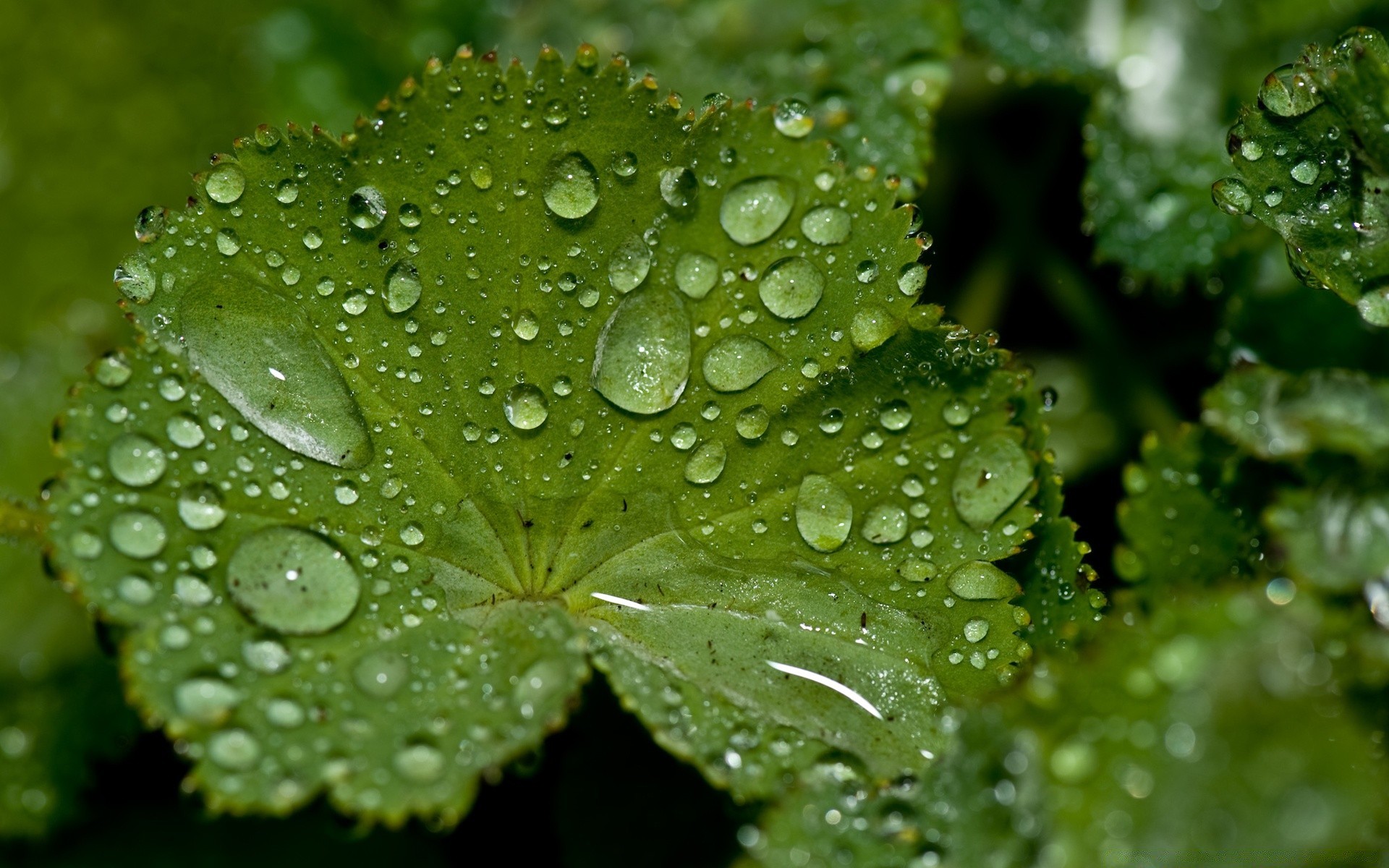 tröpfchen und wasser regen blatt tau tropfen flora natur nass medium wachstum tropfen sauberkeit schließen frische garten wasser