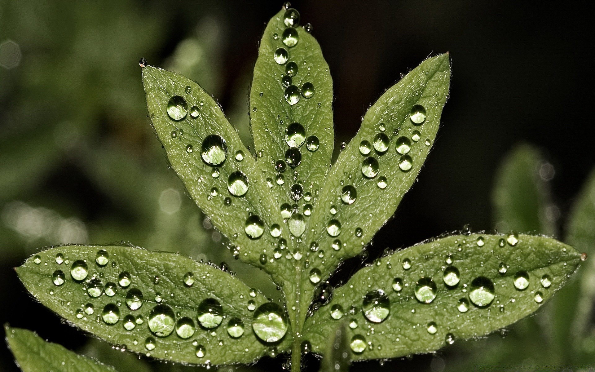 droplets and water dew rain leaf drop nature flora purity wet droplet raindrop environment growth water grass outdoors