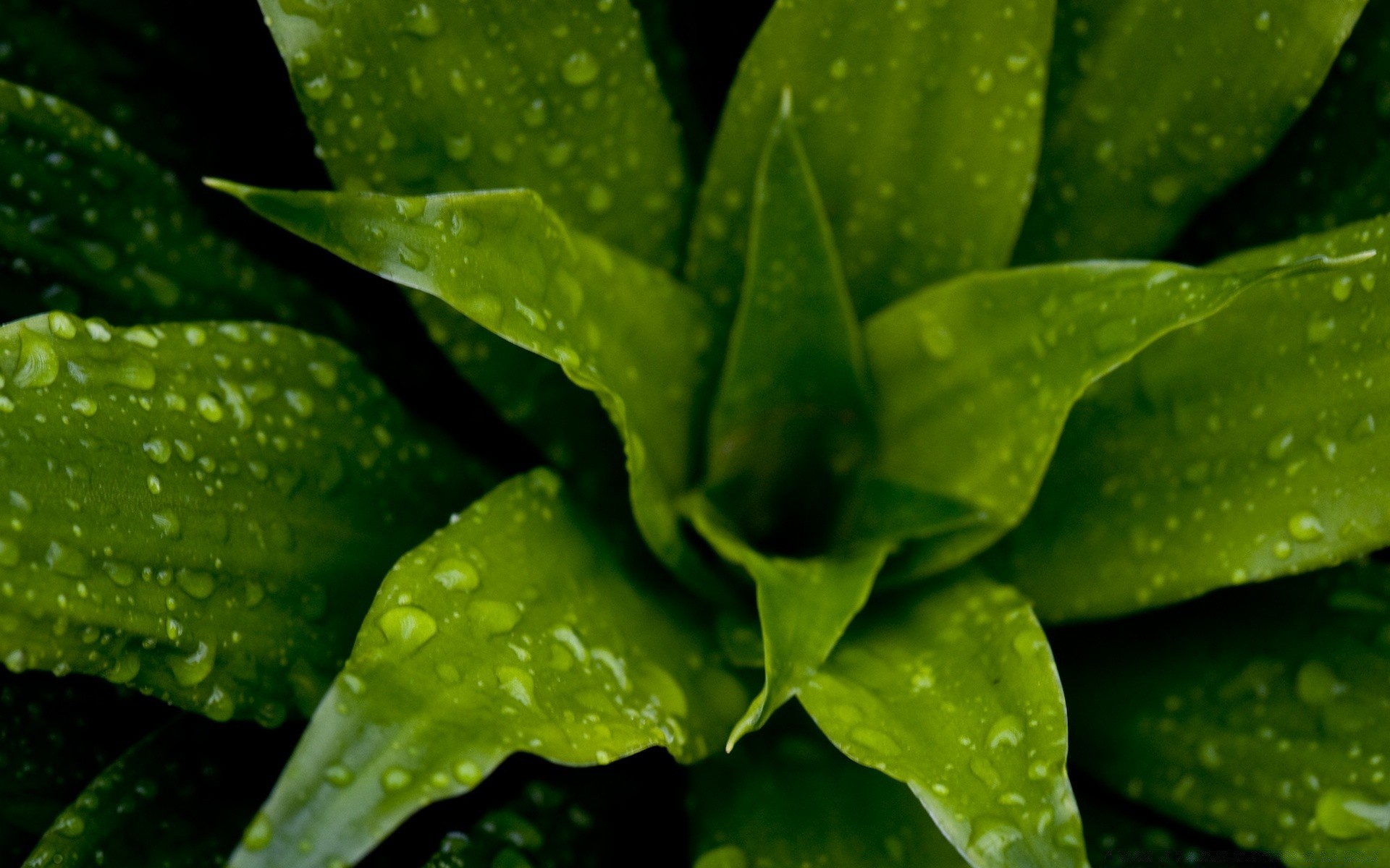 plants leaf rain flora drop dew nature water wet cactus growth purity herbal raindrop aloe lush light garden