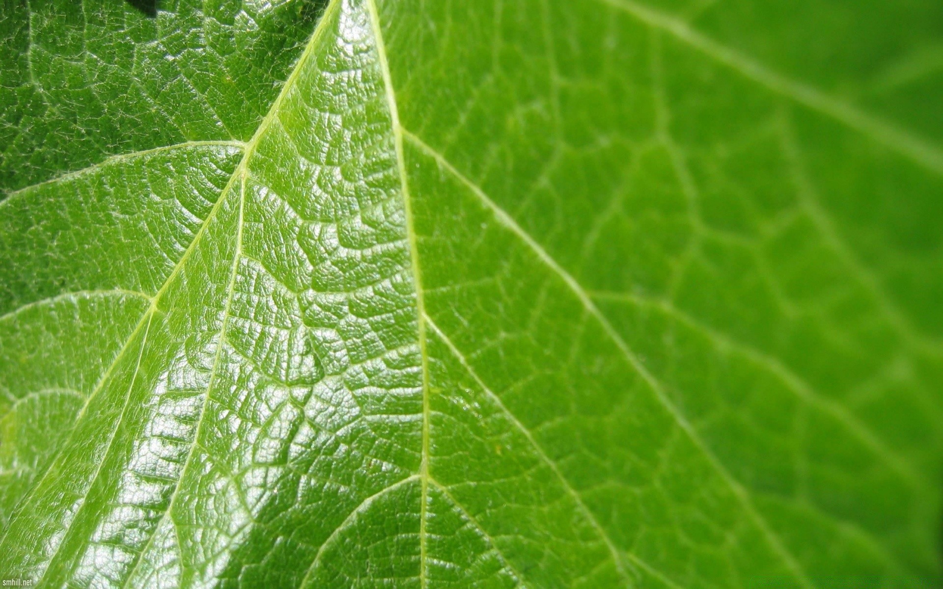 plantes feuille flore nature rosée croissance pluie chute ecologie humide jardin environnement veines gouttes photosynthèse environnement